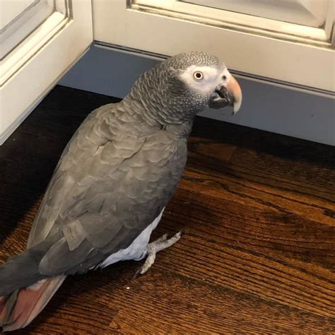 African grey price - Afrikan grey two year old. 8 days. Clondalkin, Co. Dublin. Price. €1,550. Showing 1 - 3 of 3. Discover All african greys Ads in Birds For Sale in Ireland on DoneDeal. Buy & Sell on Ireland's Largest Birds Marketplace.